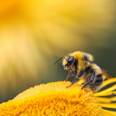 Beekeeper😎🦼