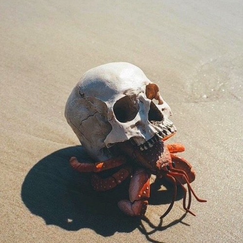 L'Étranger - B-Cide