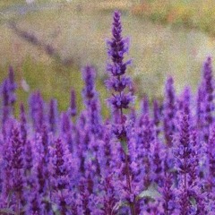 Purple Haze