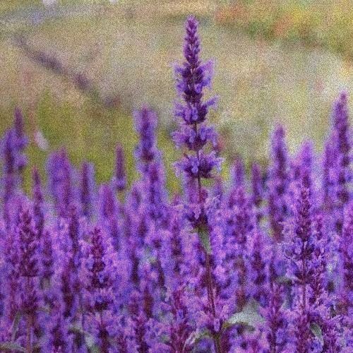 Purple Haze