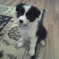 my puppy playlist :3
