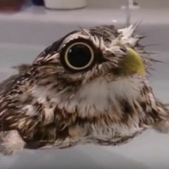 Slippery Owl Dance