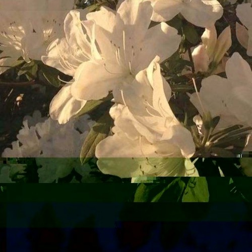 백예린 - 산책