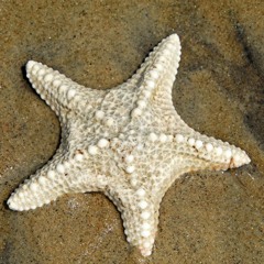 O retorno da Estrela