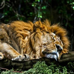 Sleeping Lion - How We Know (Heronic Remix)