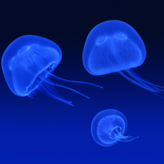 Rettet den Ocean