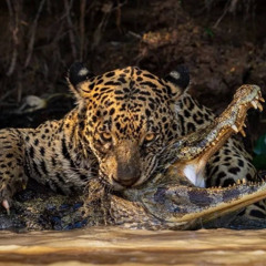 ZTCH & YUNG DAZEL - BANDO