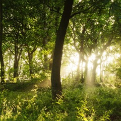 Tywi & James Wilkinson / Gottwood Festival 2023