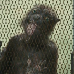 SonReal - Everywhere We Go Myfreemp3.vip