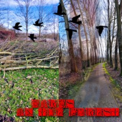 birds in the forest