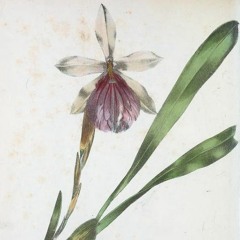 hk_fantaisies_tracks_396