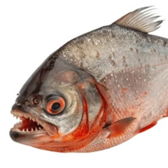 HINO DOS PESCADOR DE PIRANHA