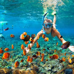 Best Snorkeling In Australia Great Barrier Reef Prices Reviews