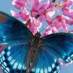 Mummerfly