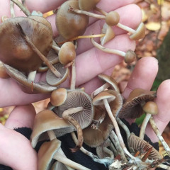 budem se bavit(feat.SyKy_voe,Laly139)