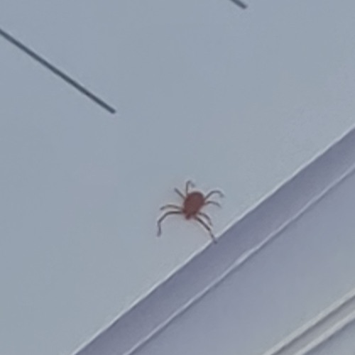 Red Spider Mite (Poem and Notes)