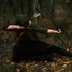 Hunt