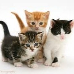 all our songs together:)