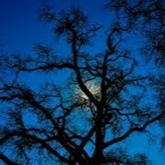 Oak Tree - Saoi (expi Mix)