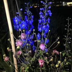 Lilac Sky - Demo