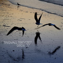 Woodpecker - Snippets Tingvall Trio Birds
