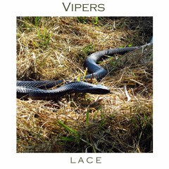Vipers (prod. @jay80eight)