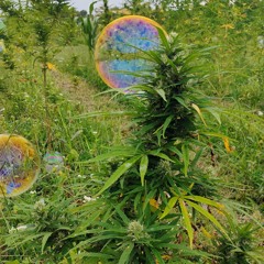 The ElectricWarriorisVenus.mp3