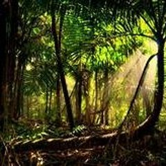 Rainforest Guided Meditation