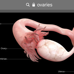 OVARIES - Chazzy (demo)
