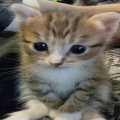 k 2oo (prod. trisosa)