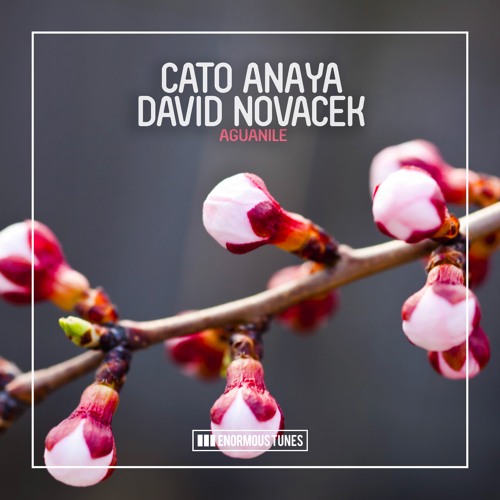 CATO ANAYA & DAVID NOVACEK- Aguanile (Original Mix)