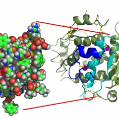 Insulin Compact Multiple Sequence Alignment - Algorithm V