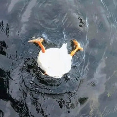 Wub A Duck Duck