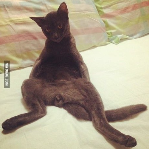 Horny Black Cat
