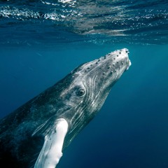 Cyril Ryaz - The Whale's Story [FREE DOWNLOAD]
