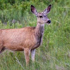 Panhandle Afield: Chronic Wasting Disease