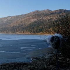 Many woodpackers around frozen Cerknica lake