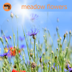 meadow flowers