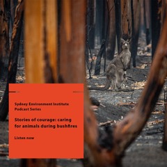 Stories of courage: Part one – caring for wild animals during bushfires