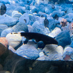 black ghost knifefish