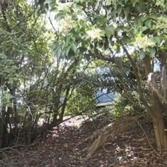 sounds from the green