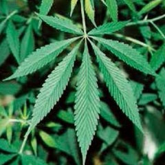 TAIMA最高な件についてw(feat.オーガズム&lil techno break)