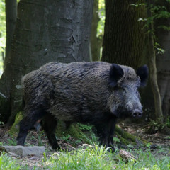 Night swimming Wild Boar