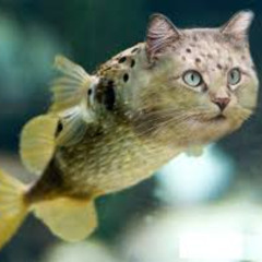 1111SHOULderanglemix111