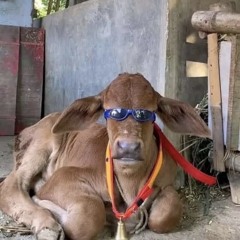 fucking nukers vol IV