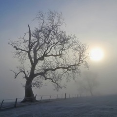 Good Morning - A Misty One