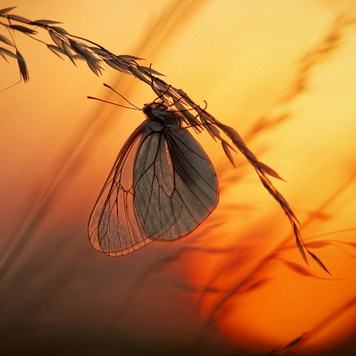 join the bugs - by atuin - (remixed by kenetik)