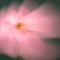 ALSO ASTIR, Blancwater - Still