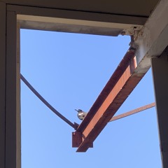 haching／春の車 demo