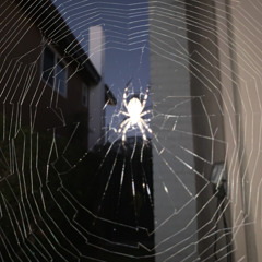 trying (prod.dercept)